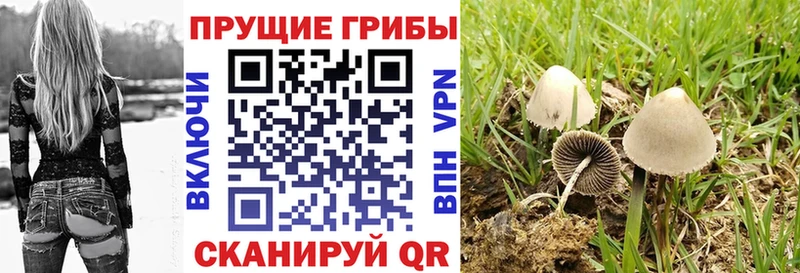 где купить наркотик  Шахунья  мориарти формула  Галлюциногенные грибы Cubensis 