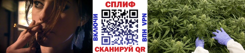 Конопля план  как найти наркотики  Шахунья 